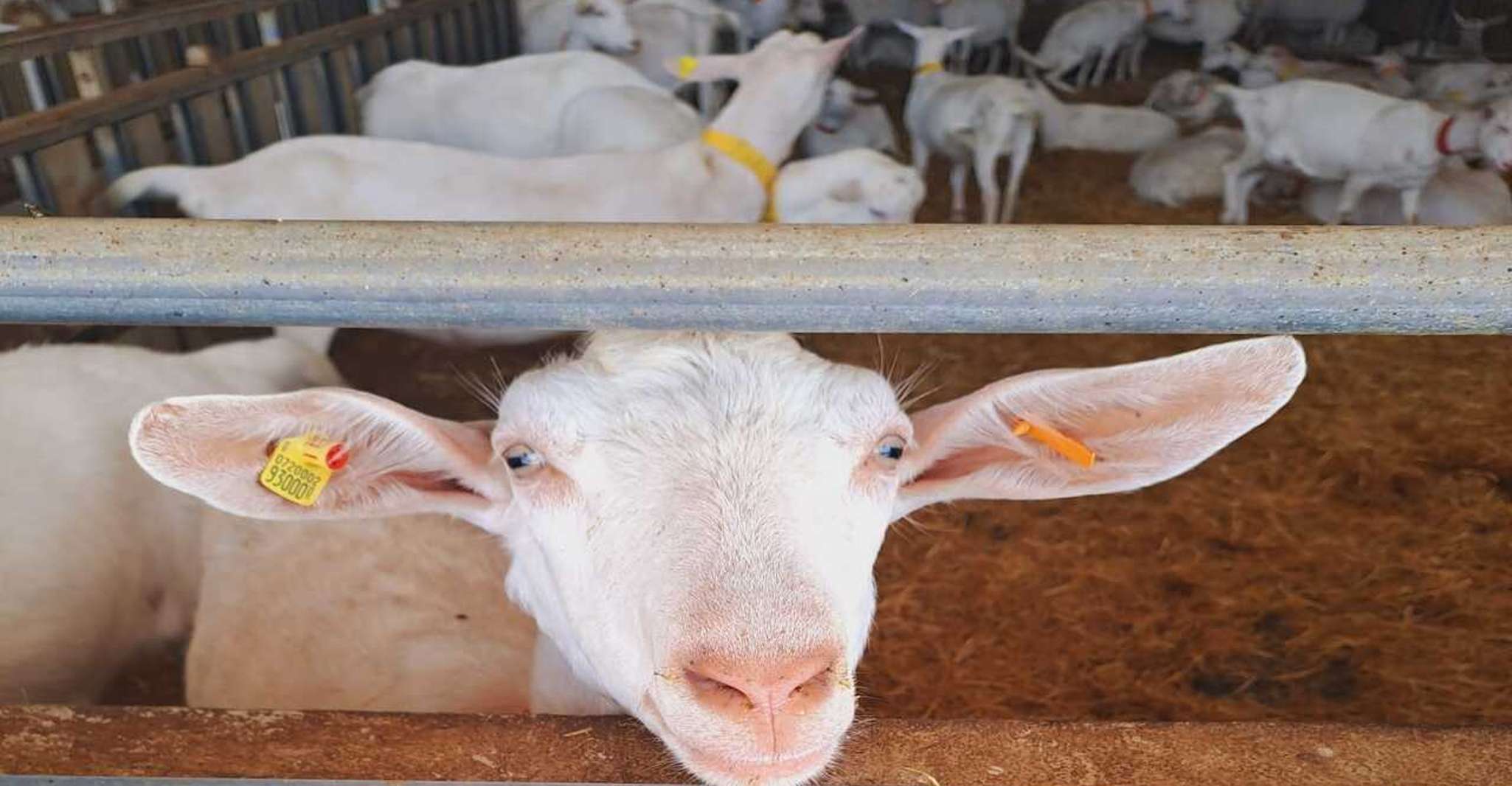 Desde Bari, experiencia de queso Burrata en una granja lechera local - Hizvo