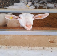 Von Bari, Burrata Käse Erfahrung in einem lokalen Milchviehbetrieb - Hizvo