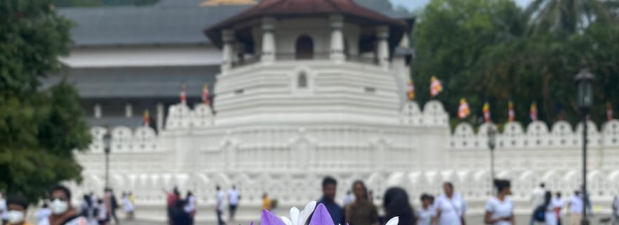 Excursion d'une journée à Kandy avec pinnawala et plantation de thé