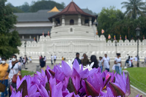 Kandy privet day tour z pinnawala i plantacją herbatyZaczynając od obszaru Negombo