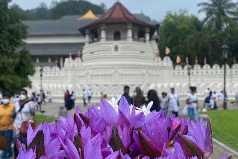 Kandy privet day tour z pinnawala i plantacją herbatyZaczynając od obszaru Negombo