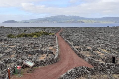Wycieczki po wyspie Pico - krajobraz kulturowy i naturalny