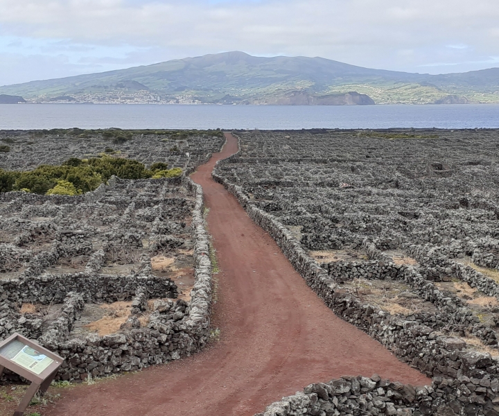 Tours on Pico Island - Cultural and Natural Landscape