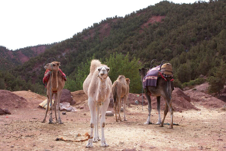 Excursión de un día al Atlas, paseo en camello y pueblos bereberes