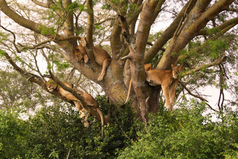 From Arusha: 10-Day Tanzania Wildlife Safari