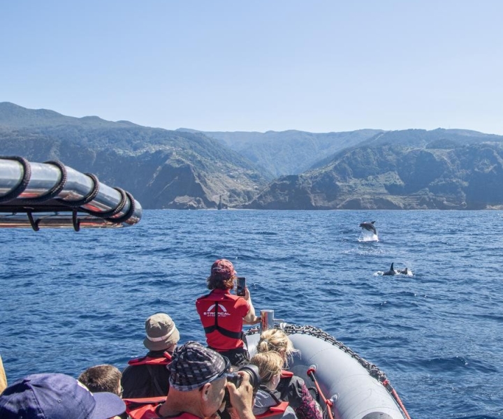 From Porto Moniz: Whale and Dolphin Watching Tour in Madeira