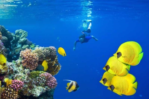 Hurghada : Voyage de plongée et de snorkeling sur l'île d'Orange avec déjeuner