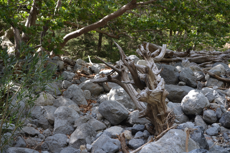 Desde Chania : Excursión de un día a la Garganta de Samaria