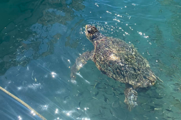 Zakynthos: Turtle Island, Cameo and Keri Caves + Transport Turtle power *more pick up locations*