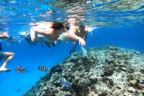 Hurghada o Makadi: Descubre la magia de la Casa de los DelfinesServicio de recogida en Hurghada