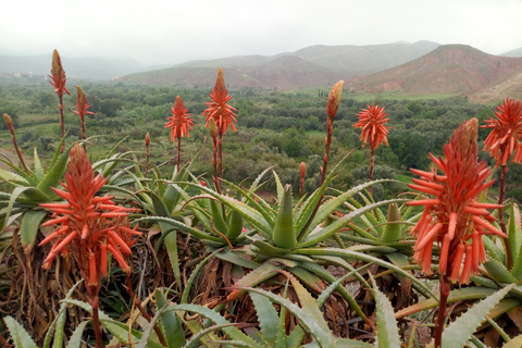 De Marrakech a la cascada de Imlil y el desierto de Agafay todo incluido