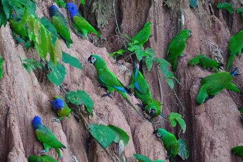 Sandoval Lake Tambopata 4 dni 3 noce: Chuncho Macaw Clay