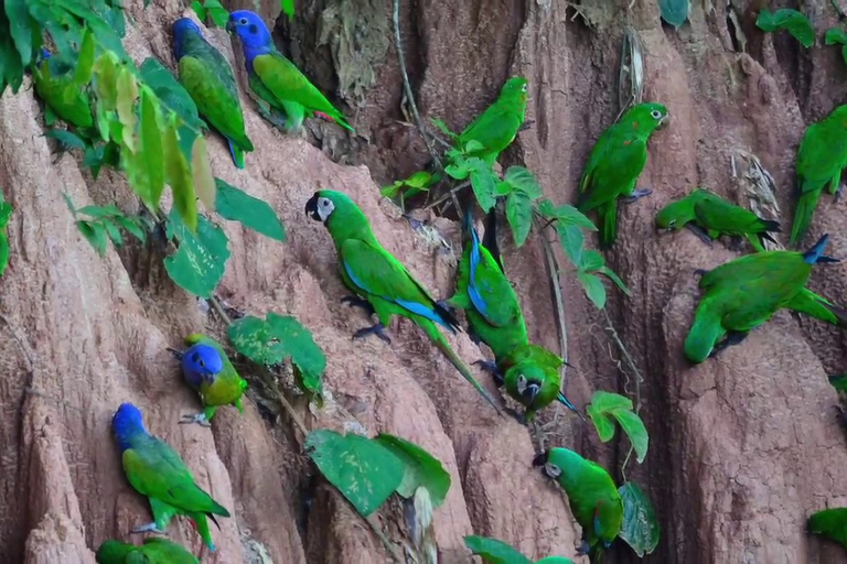 Sandoval Lake Tambopata 4 dni 3 noce: Chuncho Macaw Clay