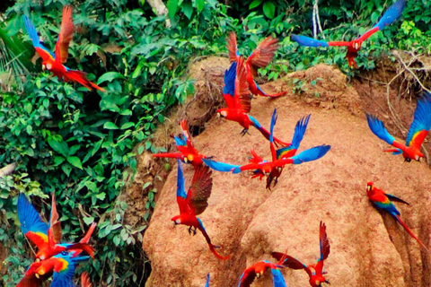 Sandoval Lago Tambopata 4 días 3 noches: Arcilla del Guacamayo Chuncho