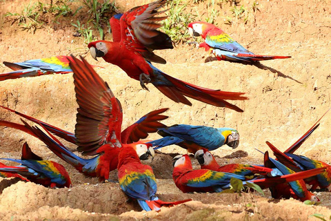 Sandoval Lake Tambopata 4 dni 3 noce: Chuncho Macaw Clay