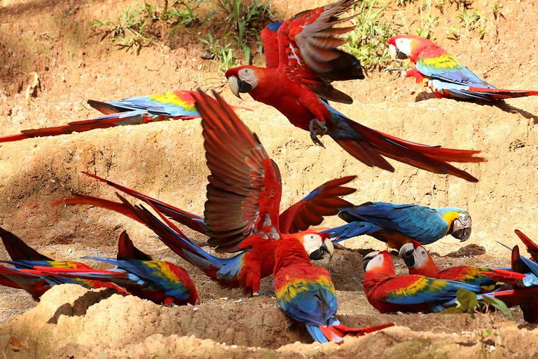 Sandoval Lago Tambopata 4 días 3 noches: Arcilla del Guacamayo Chuncho