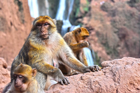 Da Marrakech: Escursione guidata alle cascate di Ouzoud e gita in barcaMarrakech: escursione guidata alle cascate di Ouzoud e gita in barca