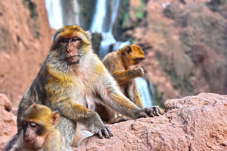 Marrakech : Randonnée guidée et excursion en bateau aux cascades d'Ouzoud