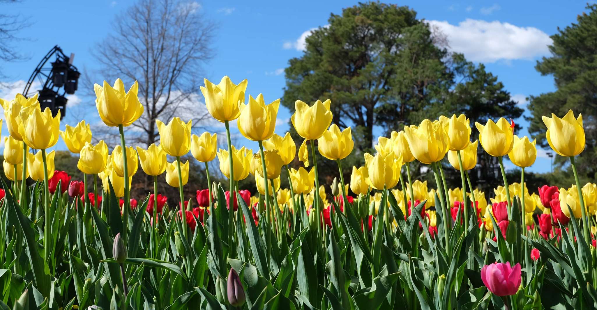 Canberra, Guided Tour of Floriade Festival with Transfers - Hizvo