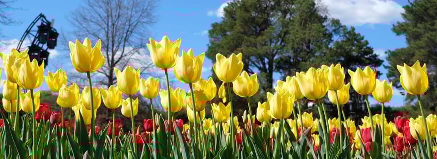 Canberra : Visite guidée du festival Floriade avec transferts