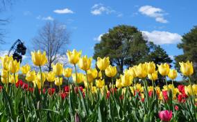 Canberra: Guided Tour of Floriade Festival with Transfers