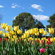 Canberra: Guided Tour of Floriade Festival with Transfers