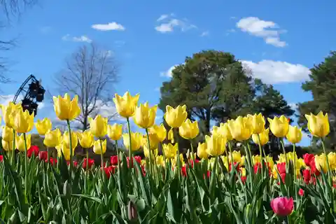 Canberra: Guided Tour of Floriade Festival with Transfers