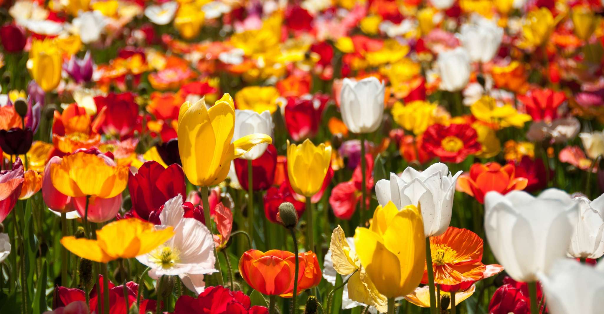 Canberra, Visita guiada al Festival de Floriade con traslados - Hizvo