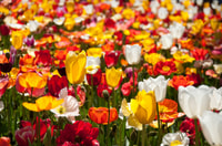 Canberra, Visite guidée du Festival Floriade avec Transferts - Hizvo