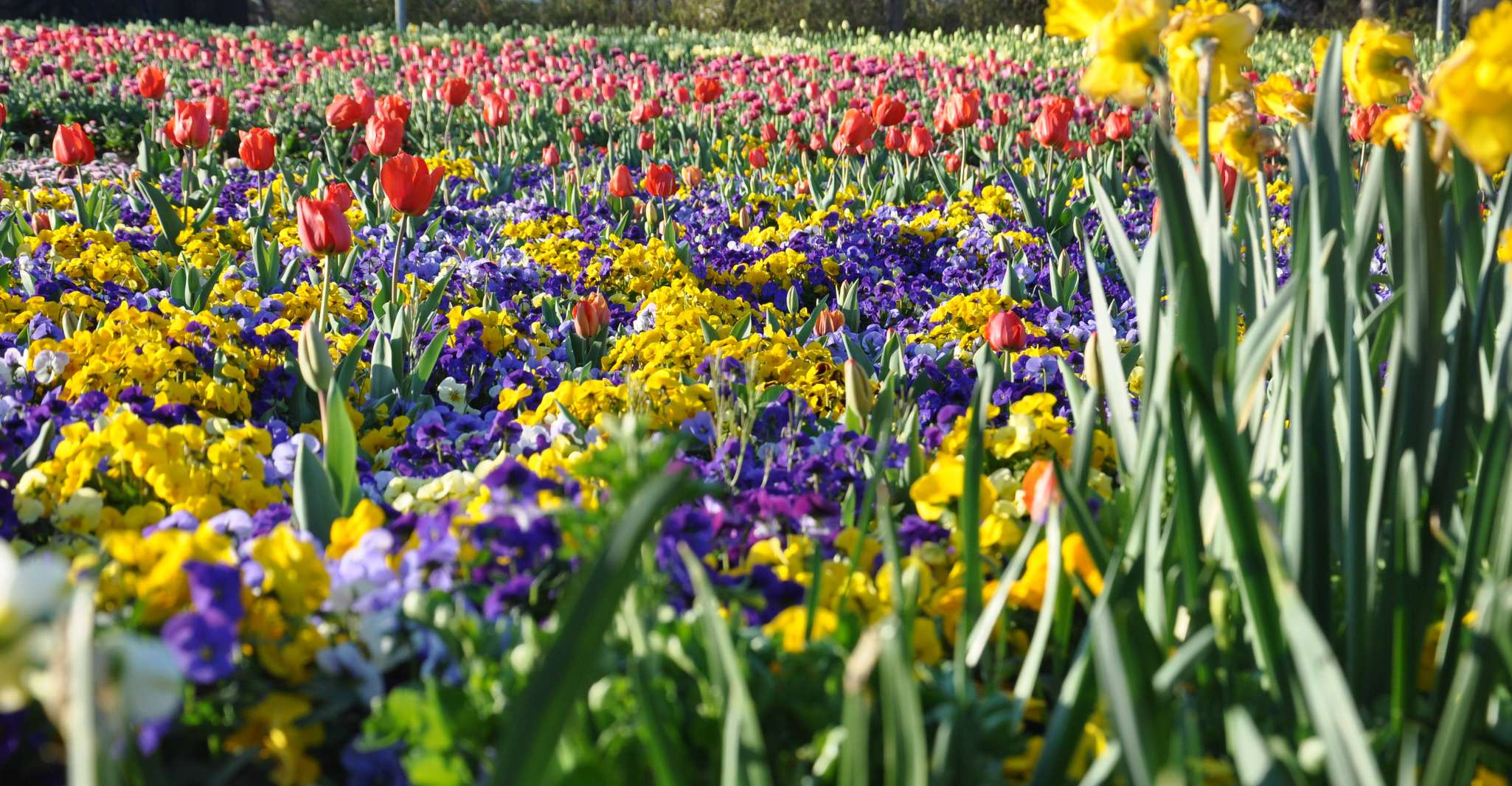 Canberra, Visita guiada al Festival de Floriade con traslados - Hizvo
