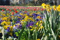 Canberra, Visite guidée du Festival Floriade avec Transferts - Hizvo