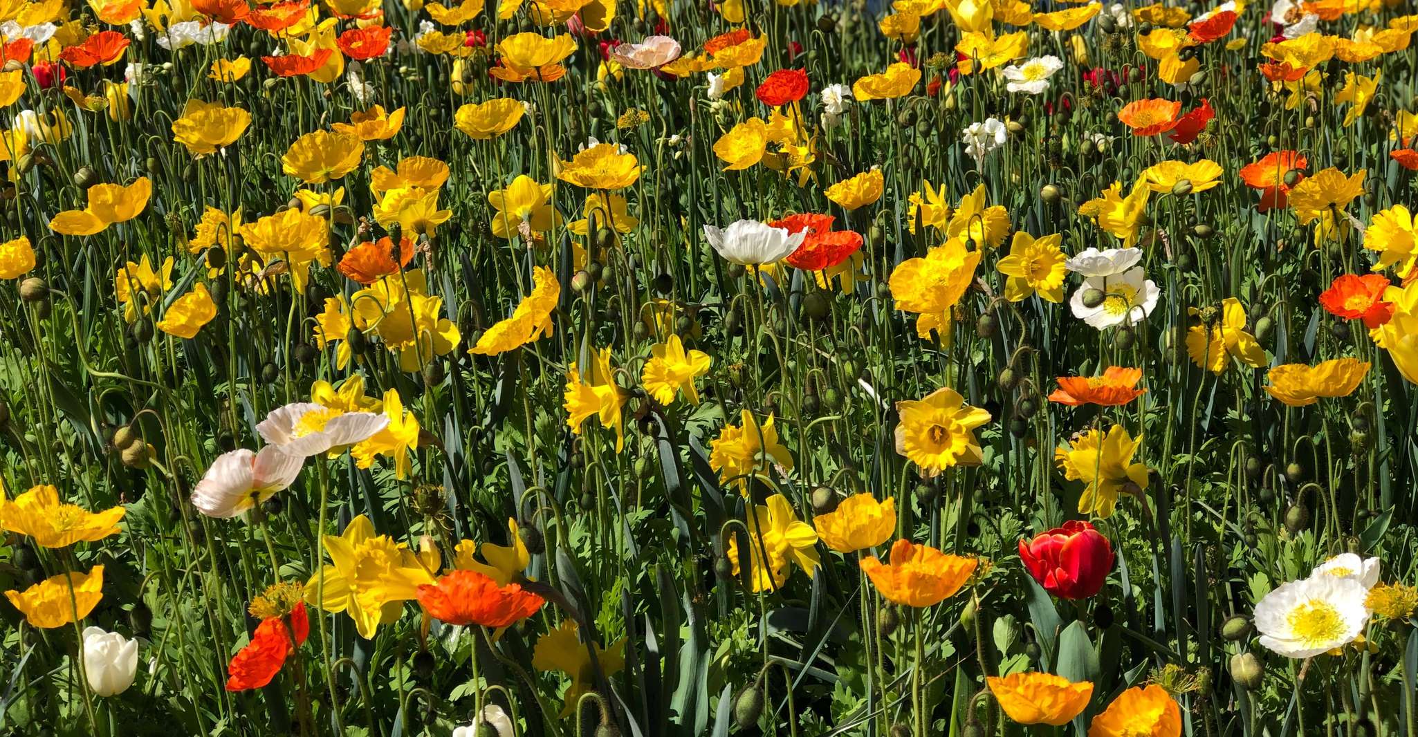 Canberra, Visita guiada al Festival de Floriade con traslados - Hizvo