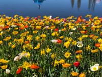 Canberra, Visite guidée du Festival Floriade avec Transferts - Hizvo