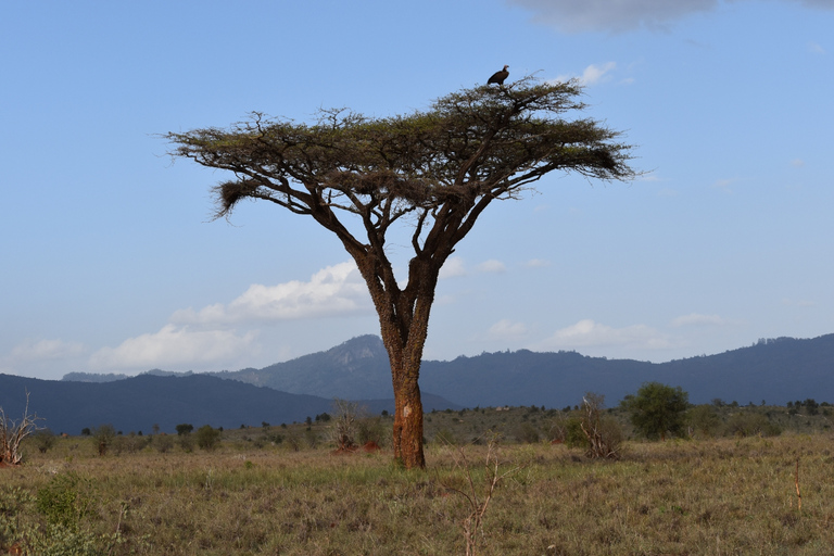 Safaris de 8 jours et 7 nuits