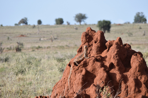 Safaris de 8 jours et 7 nuits