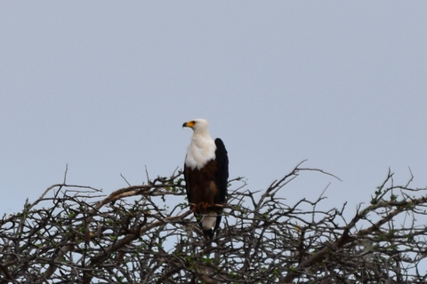 Safaris de 8 jours et 7 nuits