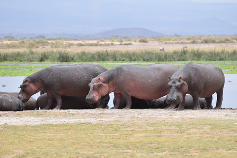 Safaris de 8 jours et 7 nuits