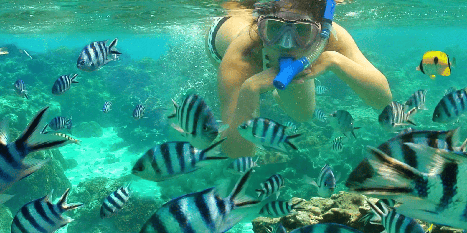 Bali snorkeling tour — underwater marine life and coral reefs — image 8
