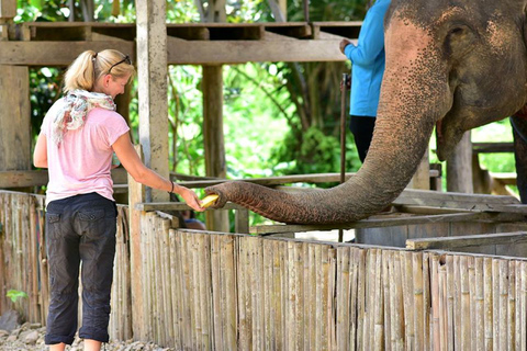 Vanuit Phuket: gedeelde tour voor het behoud van olifanten en zeeschildpadden