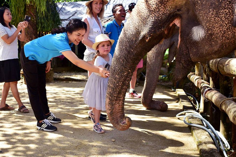 Vanuit Phuket: gedeelde tour voor het behoud van olifanten en zeeschildpadden