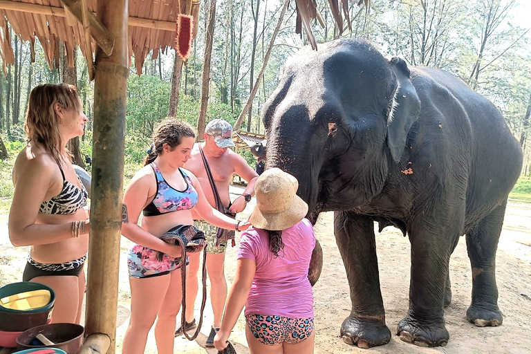 Vanuit Phuket: gedeelde tour voor het behoud van olifanten en zeeschildpadden