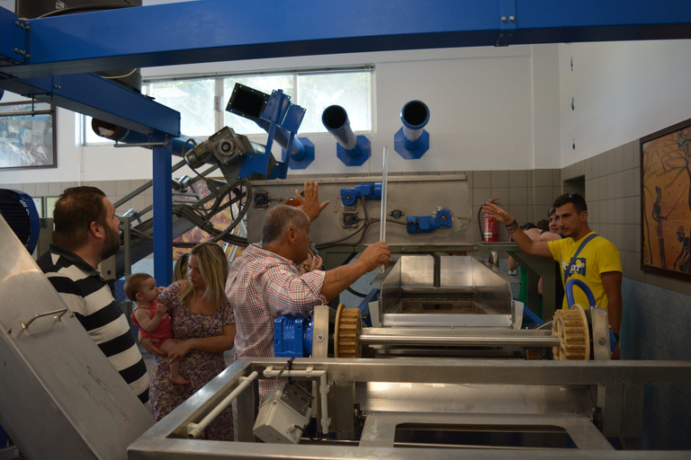 Olives & Olive Oil Tasting (2 in 1 Experience!) Olive oil and Olives tasting in Rhodes with Transfer