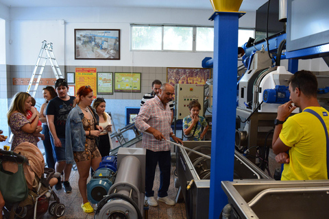 Olives & Olive Oil Tasting (2 in 1 Experience!) Olive oil and Olives tasting in Rhodes with Transfer