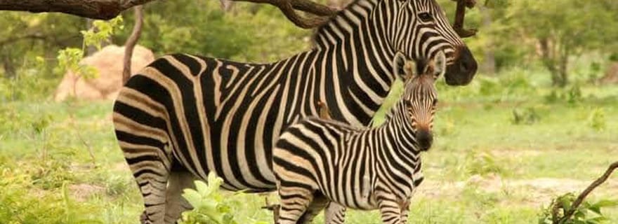 Parc safari animalier de Fathala