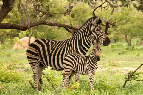 Parc safari animalier de Fathala