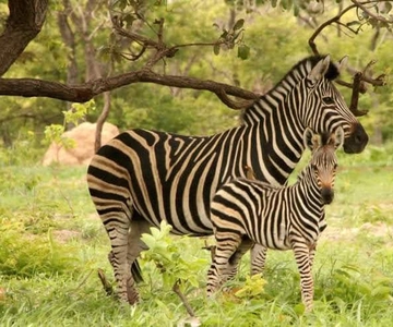 Parc safari animalier de Fathala