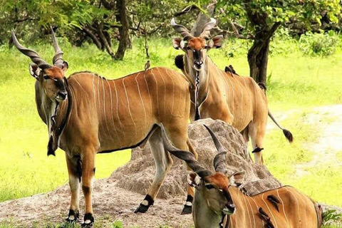 Parc safari animalier de Fathala