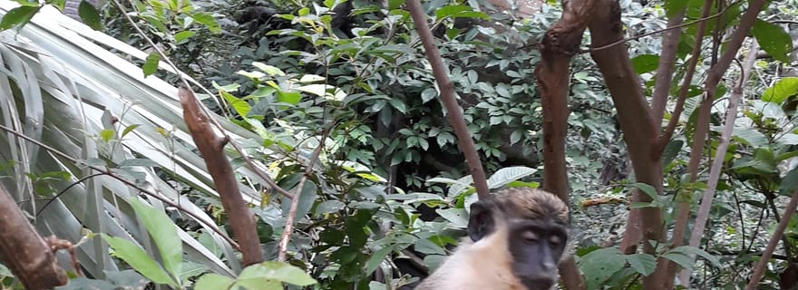 Banjul : Excursion d'une journée aux 7 attractions avec le parc des singes