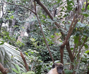 Banjul : Excursion d'une journée aux 7 attractions avec le parc des singes