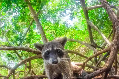 Depuis Carthagène : visite d'une jounée des mangroves de Baru et Playa Blanca